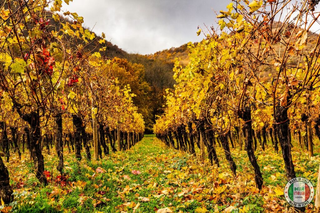 Franciacorta - a sparkling wine of Lombardy