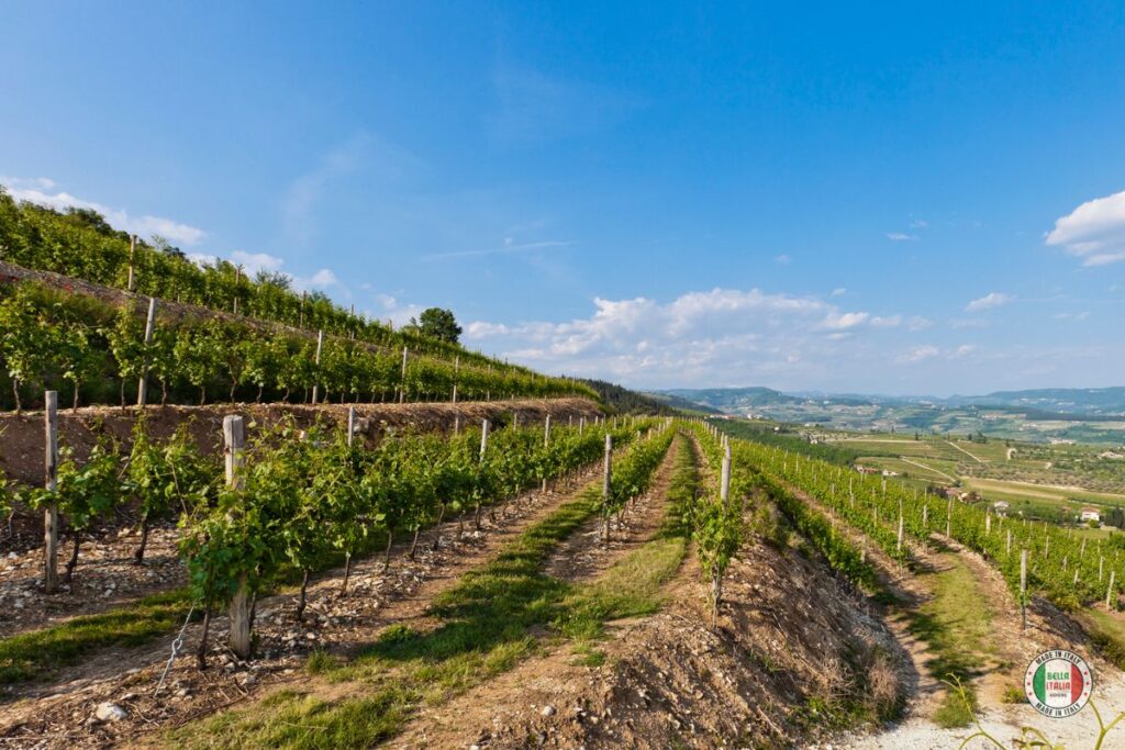 Valpolicella - This wine region in Veneto