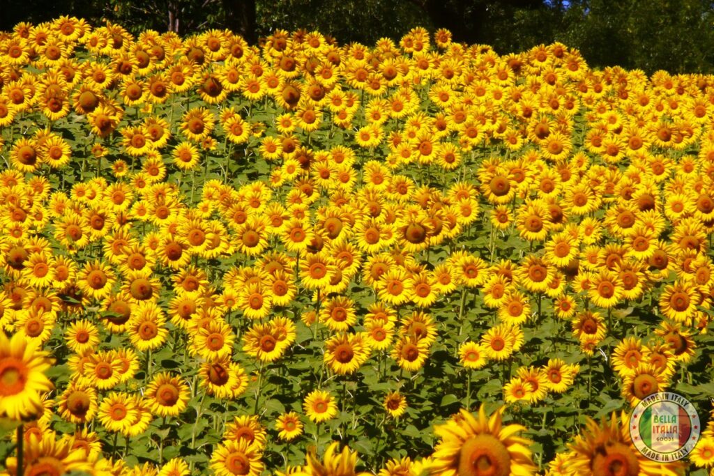 Sunflower photos from Abruzzo's mountainous area